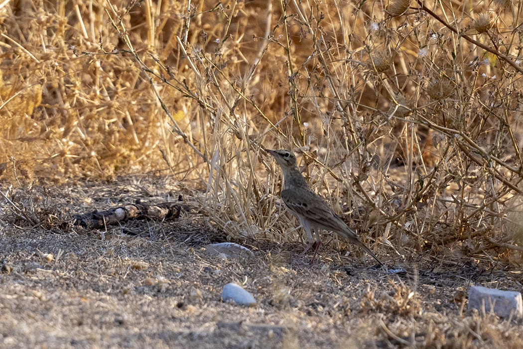 Tawny Pipit